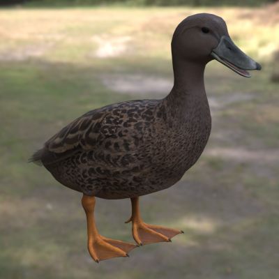 梅勒鸭马达加斯加黑鸭鸭科鸭属马达加斯加特有水鸭濒危水禽湿地鸟类
