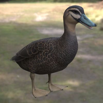 太平洋黑鸭太平洋黑凫鸭科鸭属澳洲水鸭湿地鸟类特有水禽