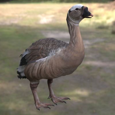 加加诺巨鹅 Gargano Giant Goose 已灭绝巨鹅类史前水禽大型鹅类