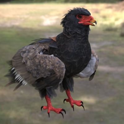 短尾雕 bateleur 雕 蛇雕 鹰科 短尾雕属 非洲猛禽 中型猛禽 红腿猛禽 黑羽猛禽 草原猛禽 食蛇猛禽 非洲特有猛禽