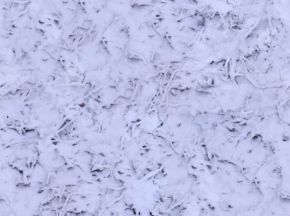 雪地