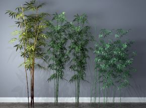 植物，竹子，竹