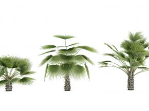 热带植物树