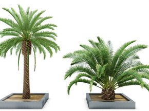 室外热带植物椰子树（vr代理）