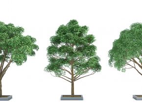 室外绿植树（vr代理）