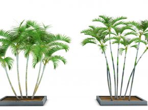 室外植物热带树椰子树（vr代理）