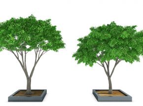 室外绿植树（vr代理）