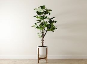 北欧室内植物盆栽