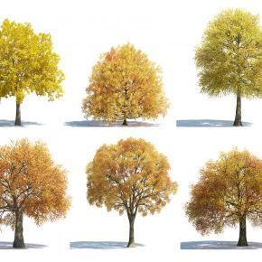 树木，秋季树木，秋季植物，枫树，黄叶树，红叶树，银杏树