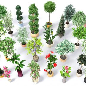 现代盆栽，小盆栽，灌木，户外盆栽，室内小盆栽，装饰品盆栽
