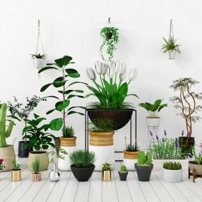 现代盆栽，小盆栽，花瓶，花盆，吊篮，花篮，植物装饰品，植物摆件
