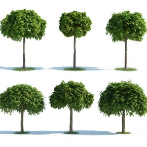 现代树木，树木组合，园林景观树，写实树木，园林植物，园林灌木，灌木树