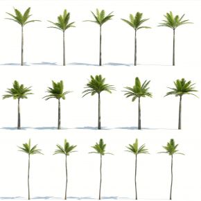 现代树木，热带植物，热带树木，椰子树，棕榈树，橡胶树，芭蕉树