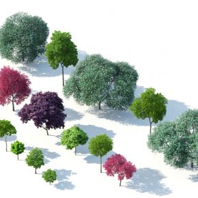 现代树木，树木组合，园林景观树，枫树，红叶树，花树，园林植物