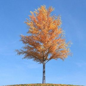 秋季景观树