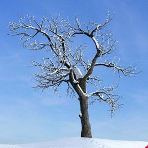 雪景树枯树干支