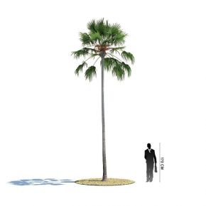 高山蒲葵 棕榈树