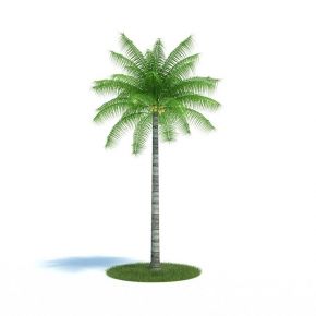 椰子树树木植物