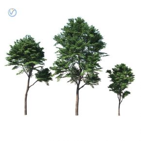 高干树木榉树植物