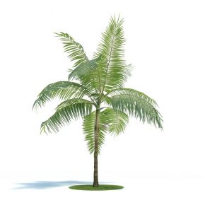 飓风椰子树植物