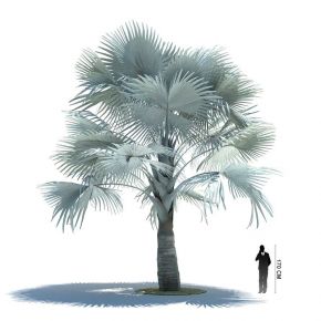 霸王棕棕榈树植物