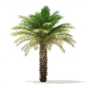 海枣树椰枣树date palm