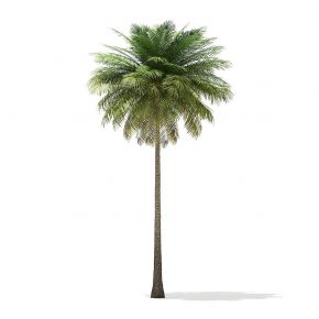 椰子树热带植物