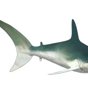 海洋动物鲨鱼