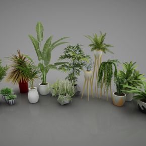 现代风格植物