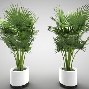 现代风格植物3d模型下载