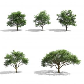 现代树木