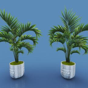 现代风格植物