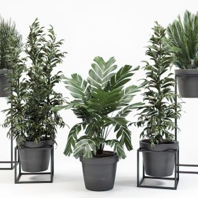 现代绿植植物