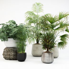 绿植盆栽植物