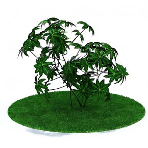 盆景