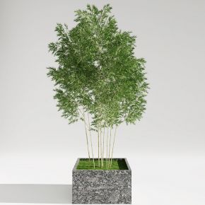 现代竹子盆栽