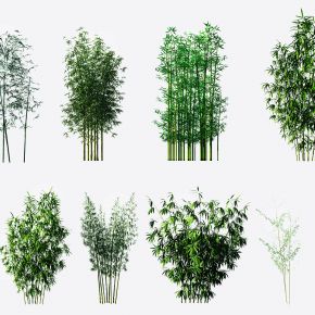 现代绿植竹子