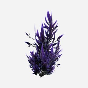 现代植物 紫色花草 