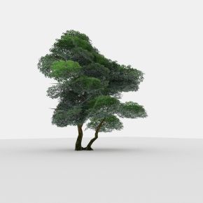 现代植物 树木 矮树 