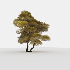 现代植物 树木 矮树 