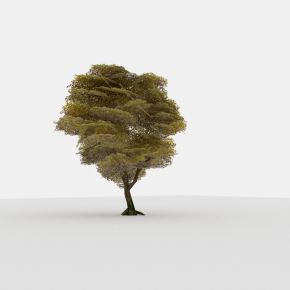 现代植物 树木 小矮树 