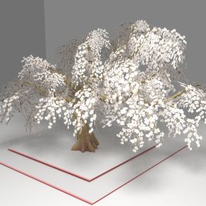 现代植物 白头树 