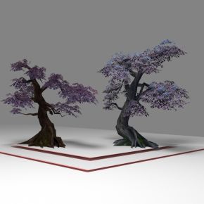 现代植物 紫树 