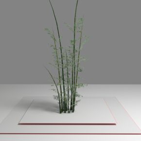 现代植物 竹子 