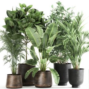 现代植物盆栽