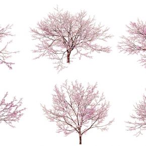 现代樱花树