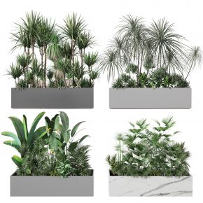 盆景    盆栽摆件