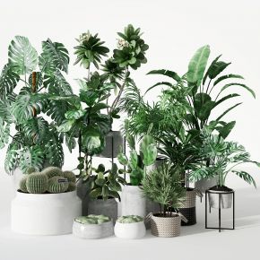 现代绿植盆栽