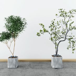 现代绿植盆栽