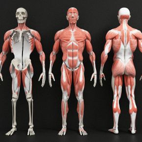 现代医用人体肌肉构造